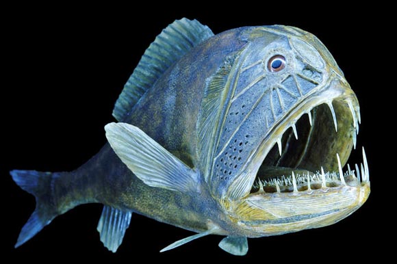 海洋生物標本