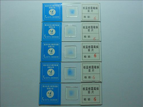 生物教學切片標本