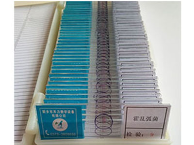 微生物玻片標本-霍亂弧菌