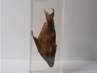 海洋魚類浸制標本
