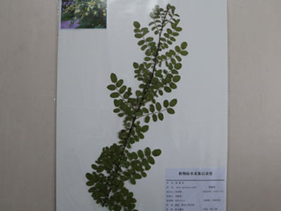 藥用植物形態標本