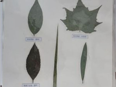 植物形態標本