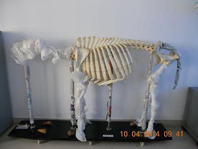 動物骨骼標本