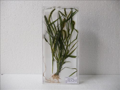 生藥標本