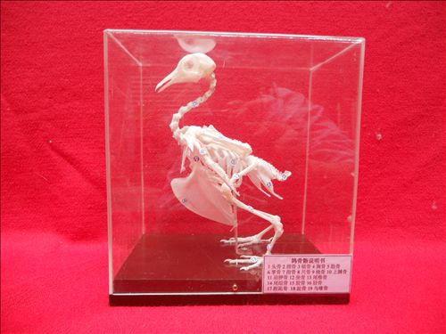 教學骨骼標本