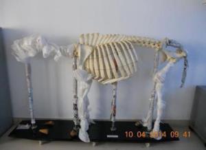 動物骨骼標本