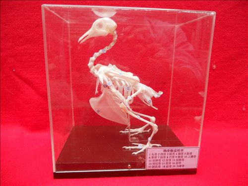 脊椎動物骨骼標本